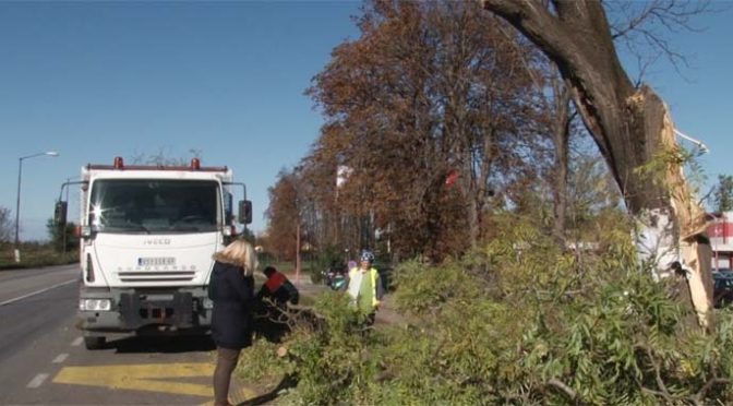 Građani treba komunalnoj inspekciji da prijave posledice oluje – Oborena desetina stabala