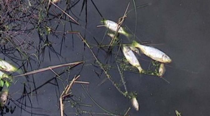 Uginuće ribe na kanalu kod Srbobrana (ni)je ekološka katastrofa?
