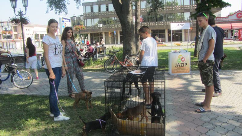 Organizovana akcija udomljavanja pasa iz vrbaskog prihvatilišta