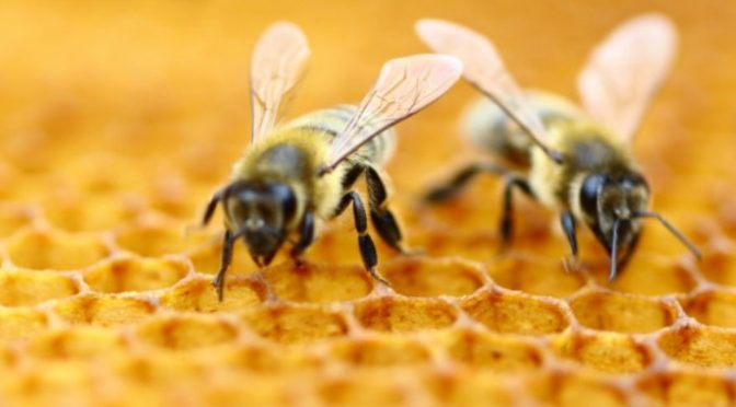 AP Vojvodina sufinansira investicije u pčelarstvo – Raspisan konkurs