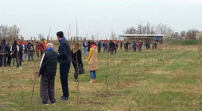 Za pošumljavanje u opštini Vrbas 10.000 sadnica hrasta